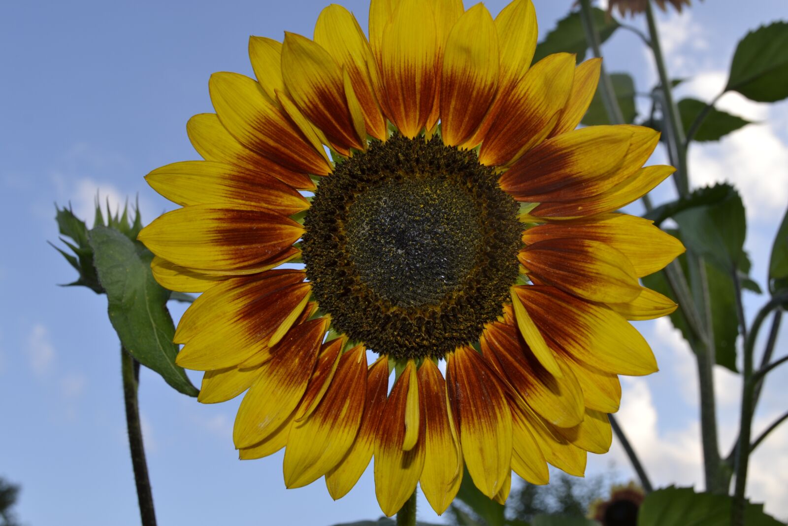 Nikon D3100 sample photo. Plant, nature, flower photography
