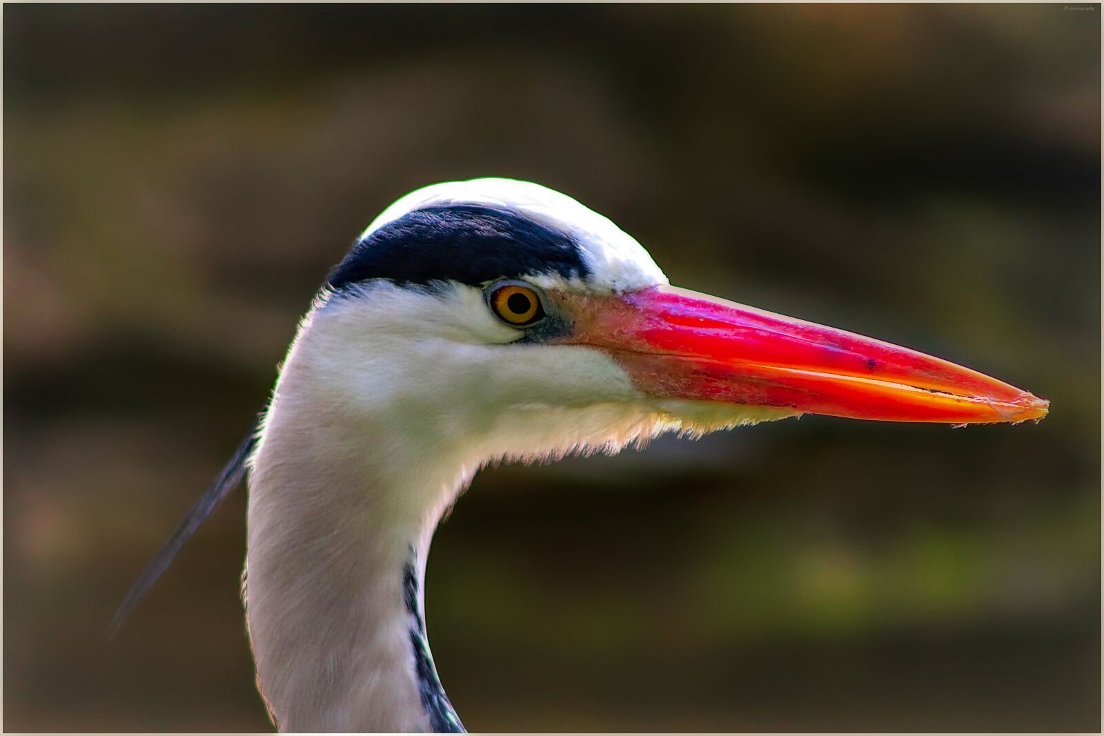Canon EF75-300mm f/4-5.6 sample photo. Heron, bill, zoo photography