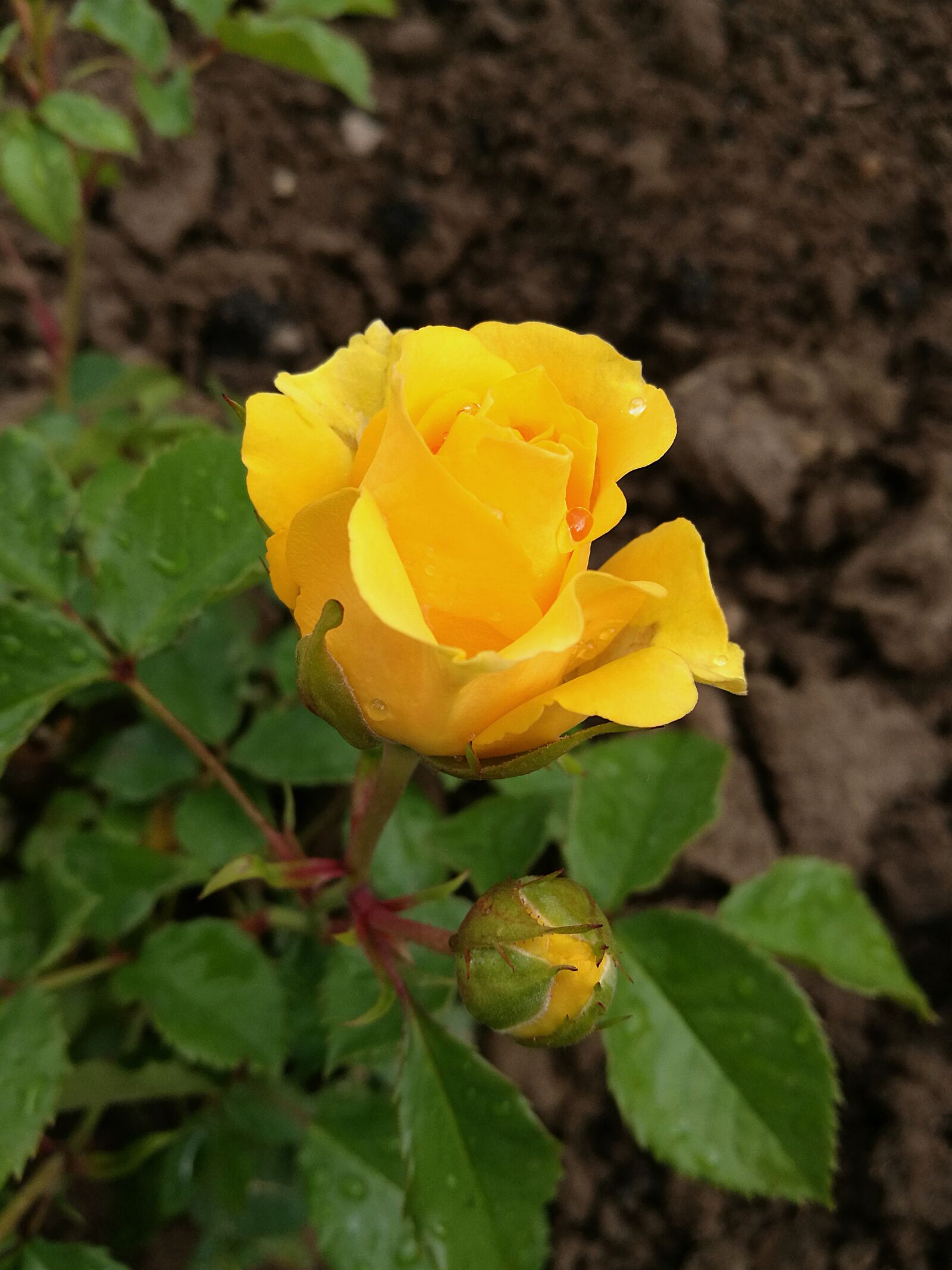 HUAWEI P9 sample photo. Rose, yellow rose, flowers photography