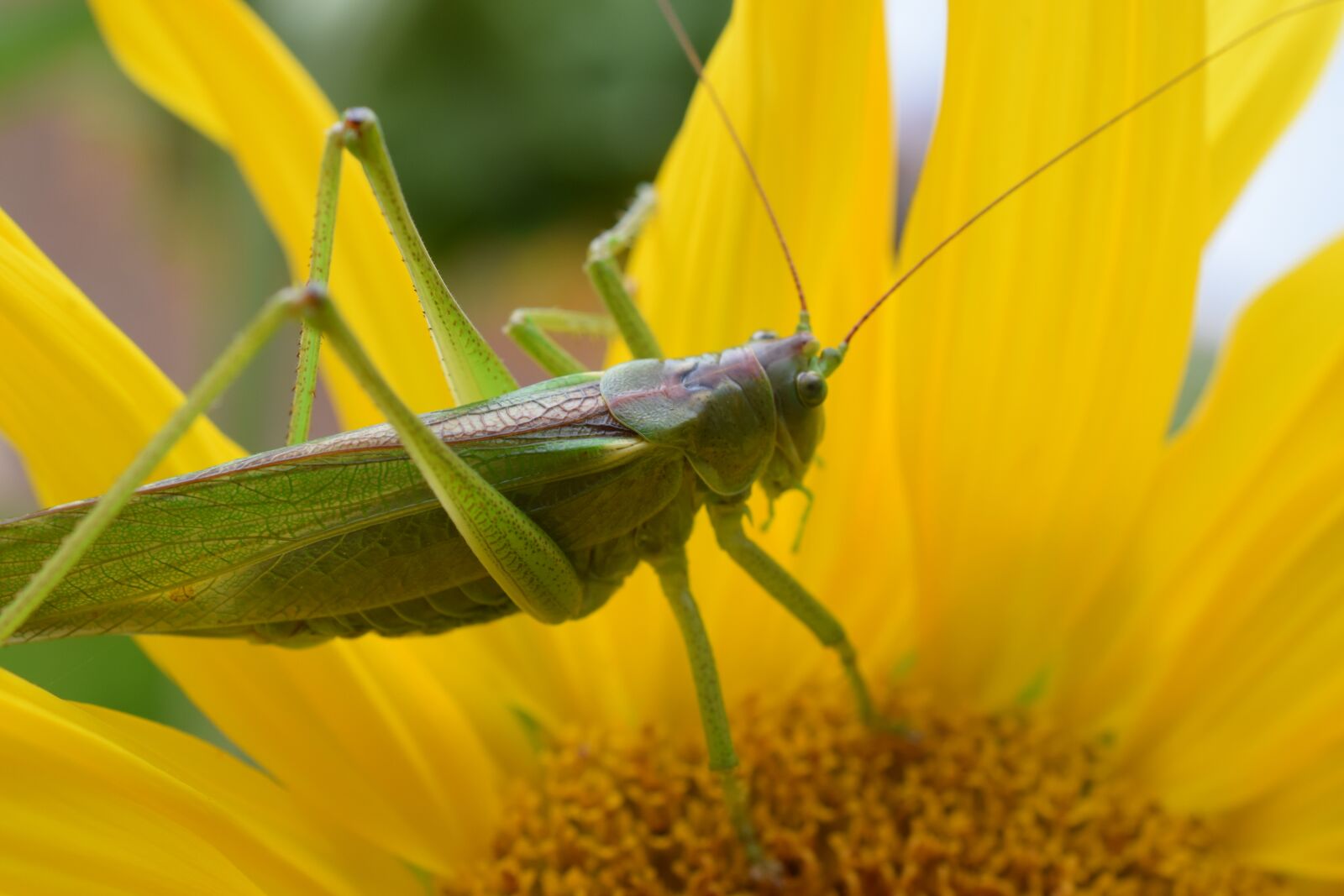 Nikon D3300 sample photo. Macro, nature, grasshopper photography