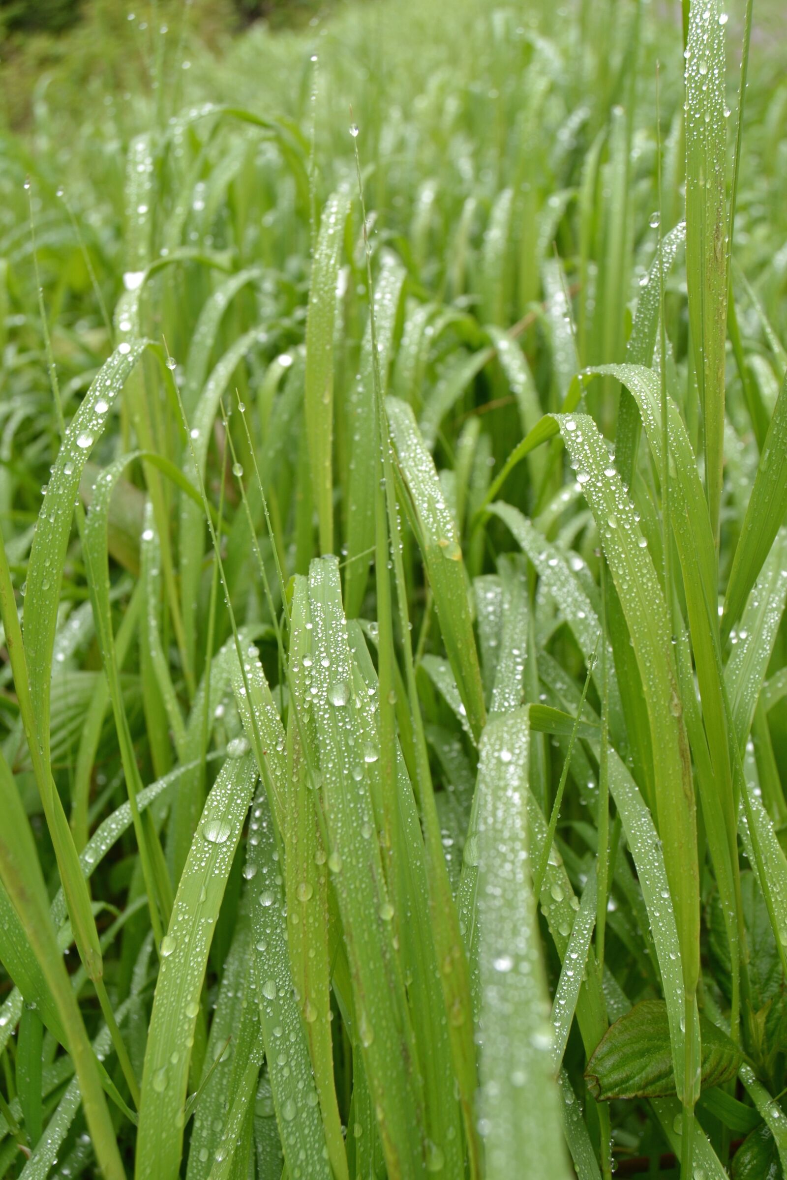 Nikon D3100 sample photo. Grass, grass field, droplets photography