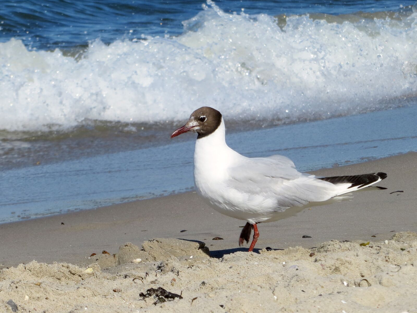 Canon PowerShot SX240 HS sample photo. Seagull, gull, elegant photography