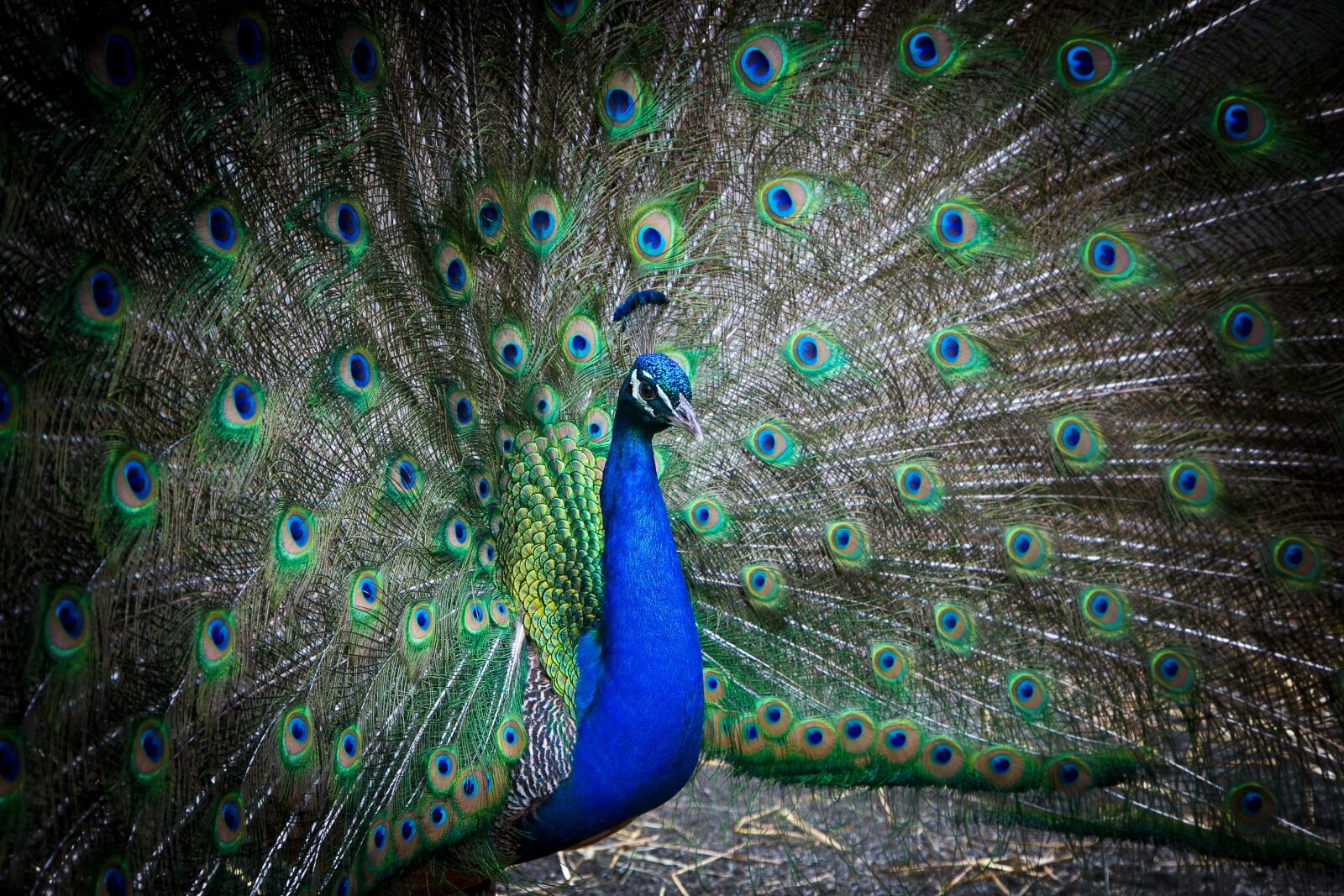 Canon EF 24-105mm F4L IS USM sample photo. Bronx, zoo, wildlife photography