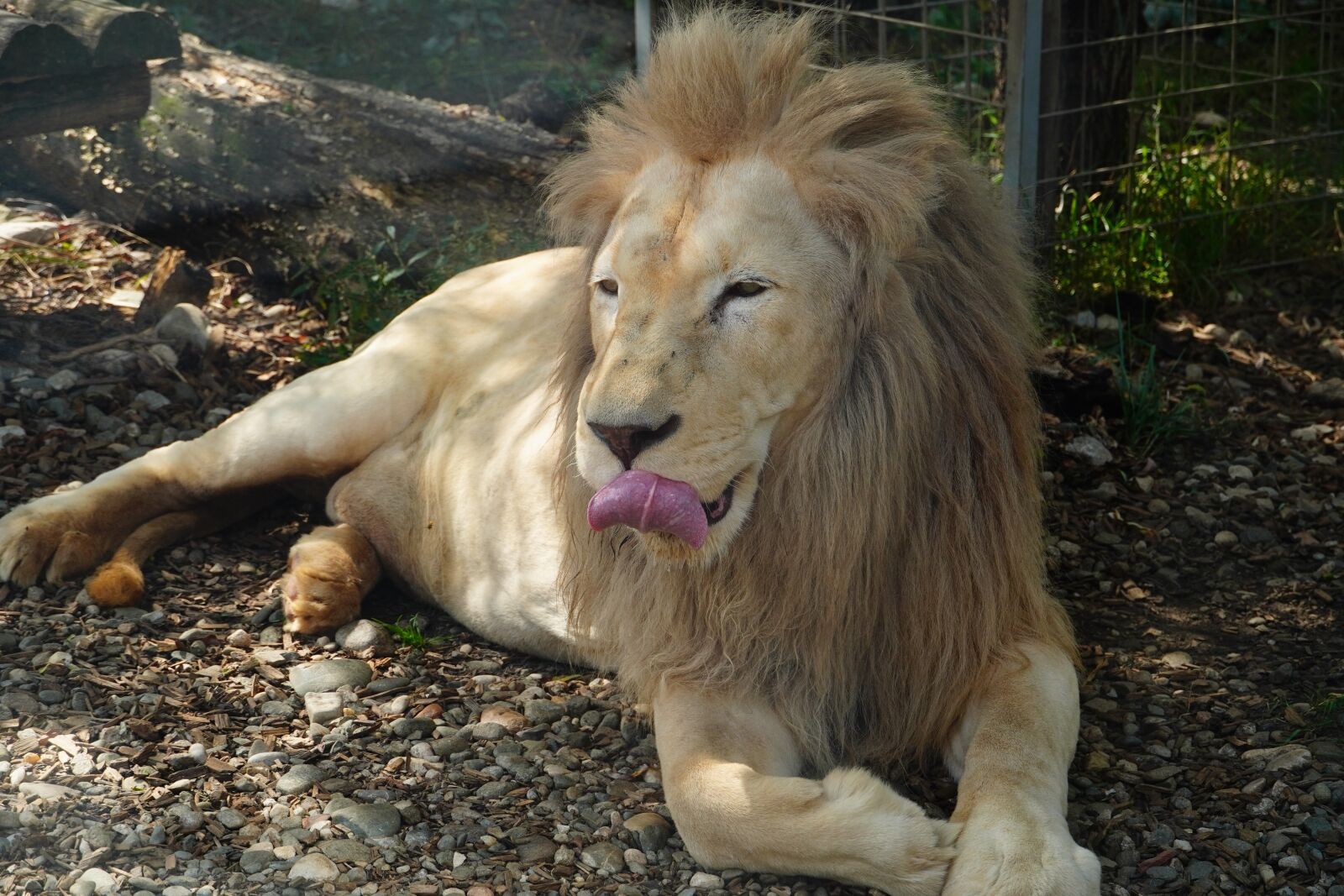 Sony a6400 sample photo. Lion, cat, carnivore photography