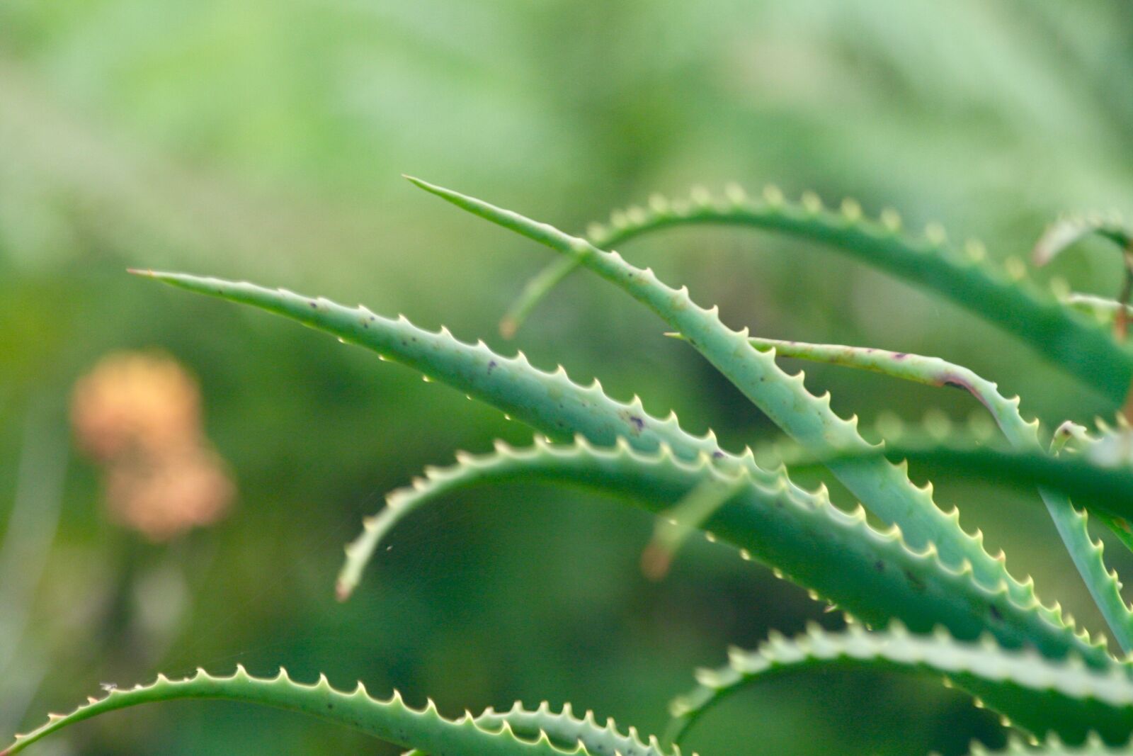 Canon EOS 400D (EOS Digital Rebel XTi / EOS Kiss Digital X) sample photo. Aloe vera, background, leaf photography