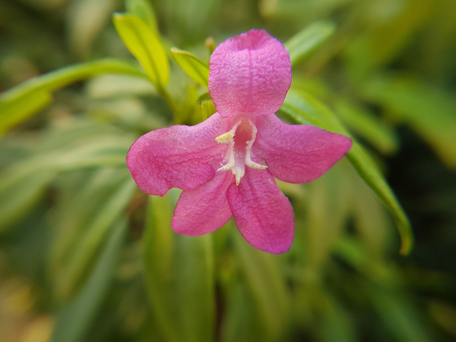 Samsung Galaxy S7 Edge sample photo. Pink, flower, nature photography