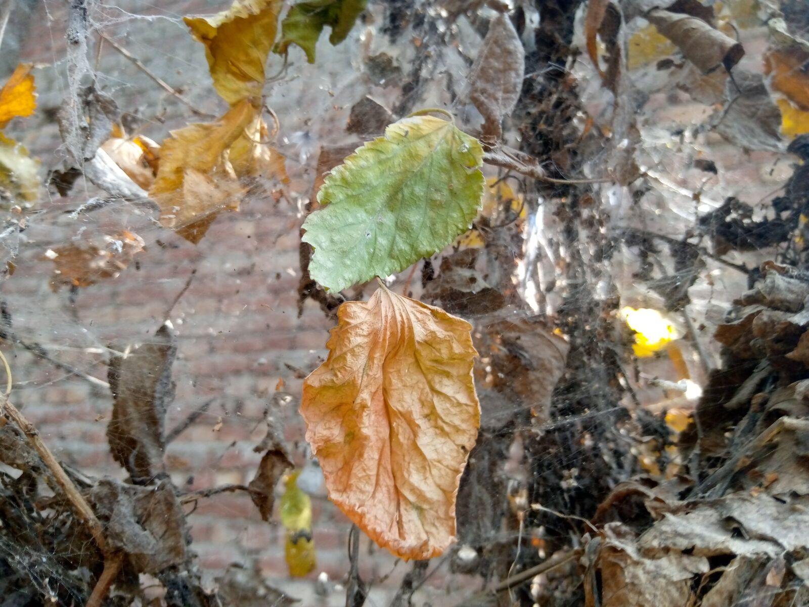 TECNO MOBILE LIMITED TECNO KC2 sample photo. Leafs, color, colorful photography