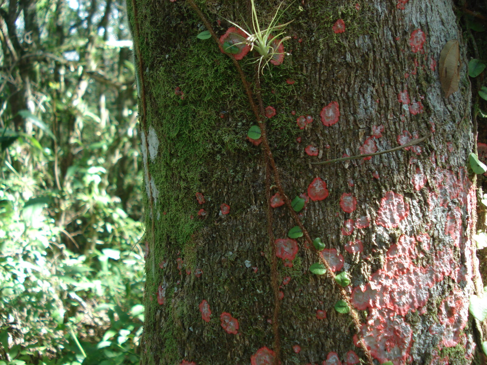 Sony DSC-W50 sample photo. Nature, oxygen, pure, tree photography