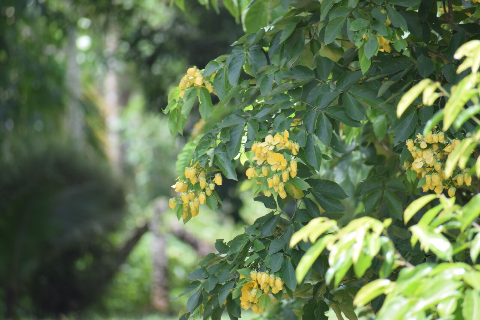 Nikon D5300 sample photo. Nature, plants, kerala photography