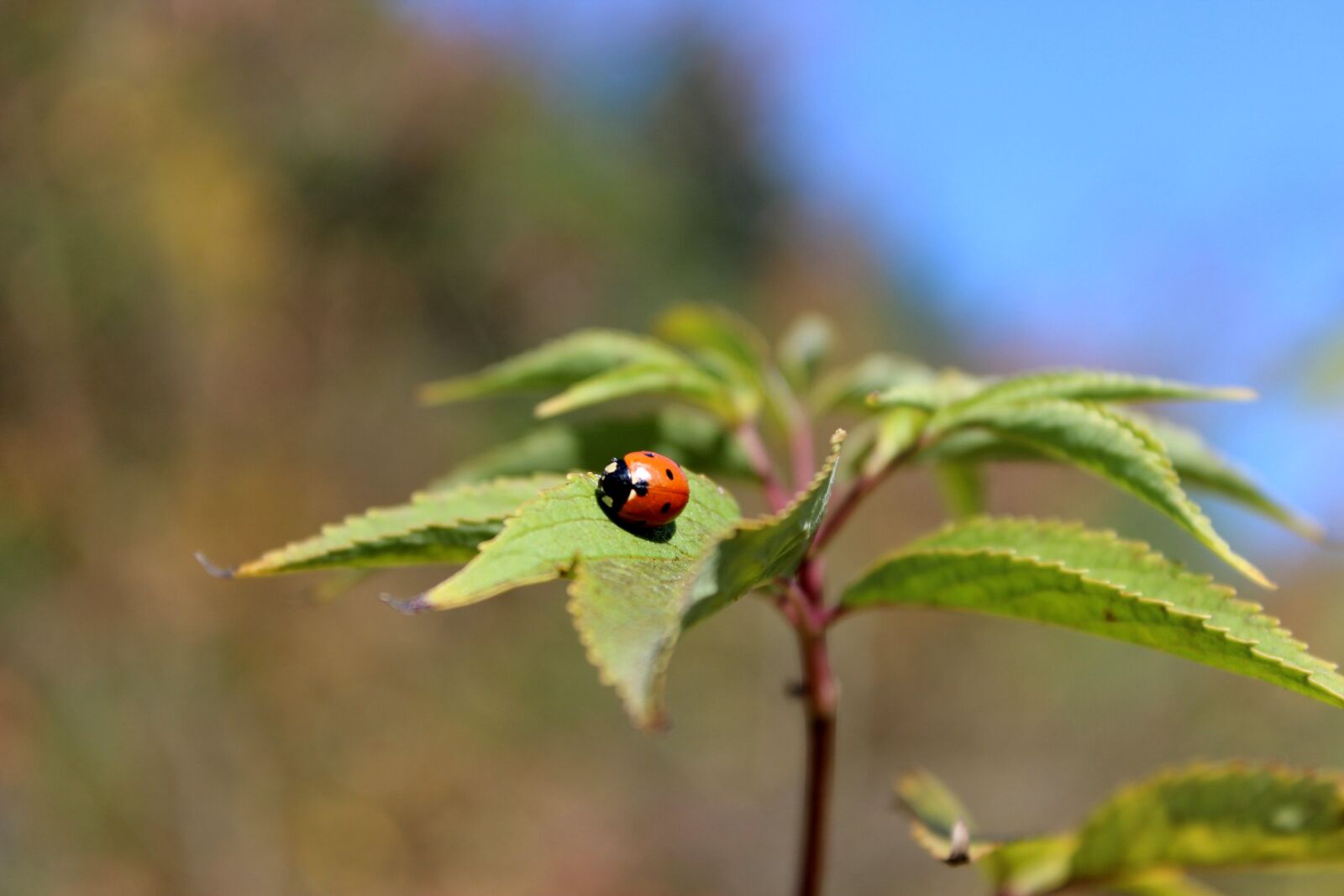 Canon EOS 600D (Rebel EOS T3i / EOS Kiss X5) sample photo. Nature, ladybug, autumn photography