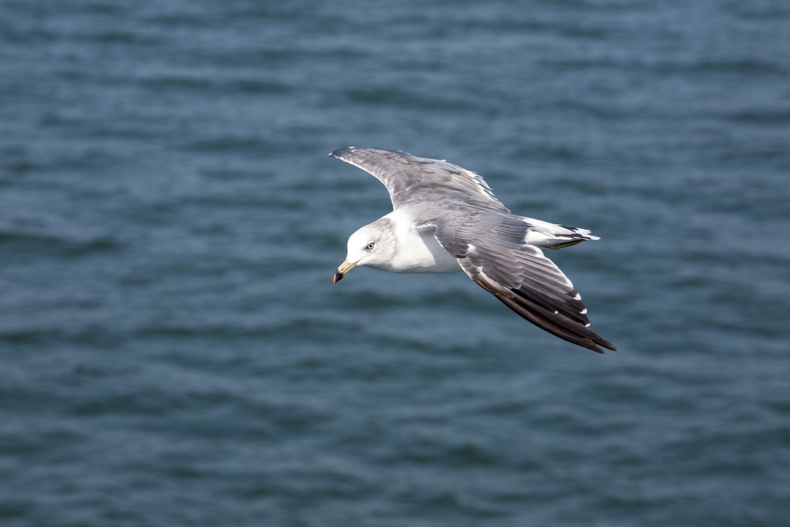 Canon EOS 5D sample photo. Seagull, new, animal photography