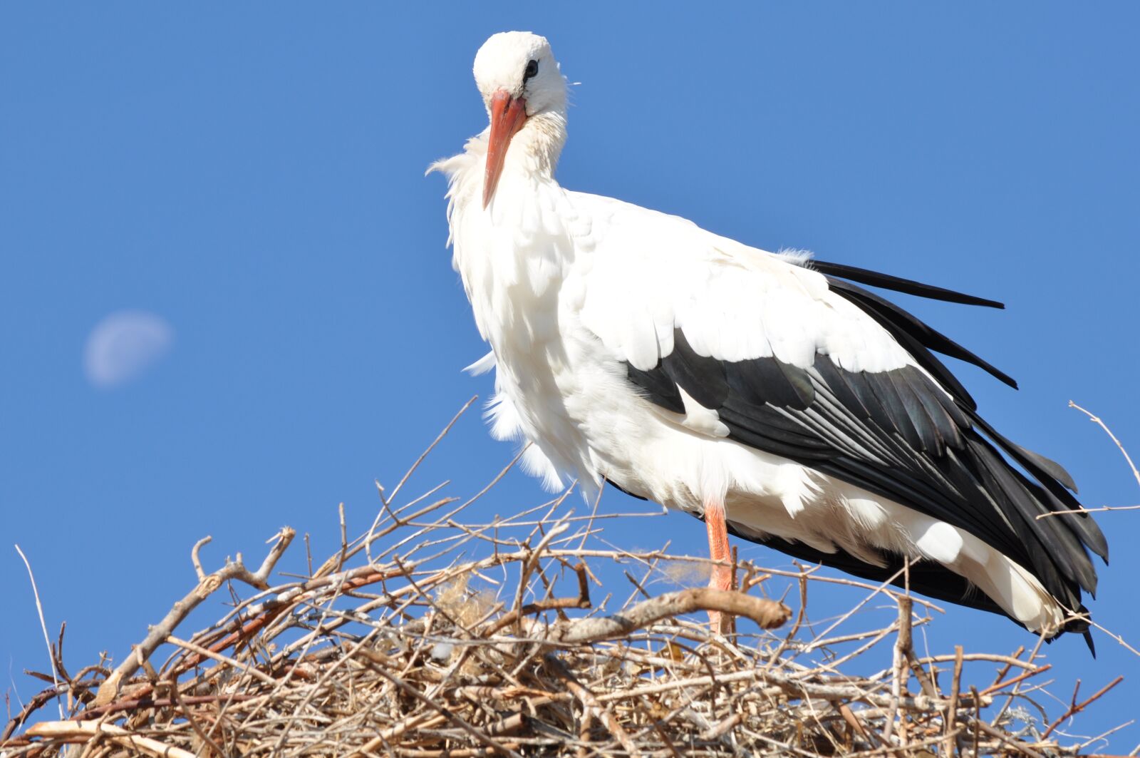 Nikon D5000 sample photo. Stork, luna, animals photography