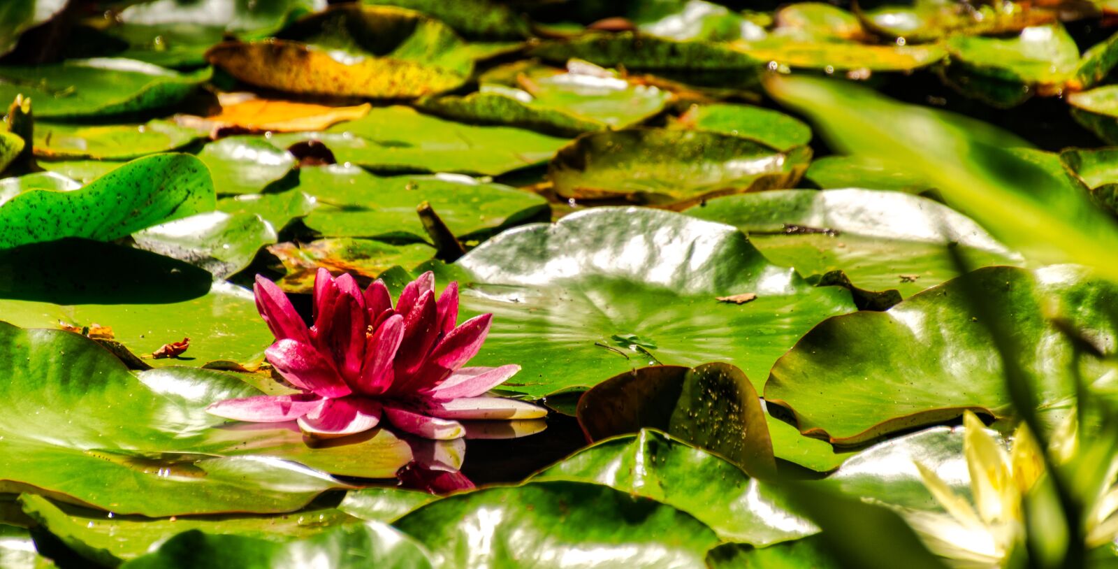 Nikon D7000 sample photo. Lily, waterlily, lotus photography