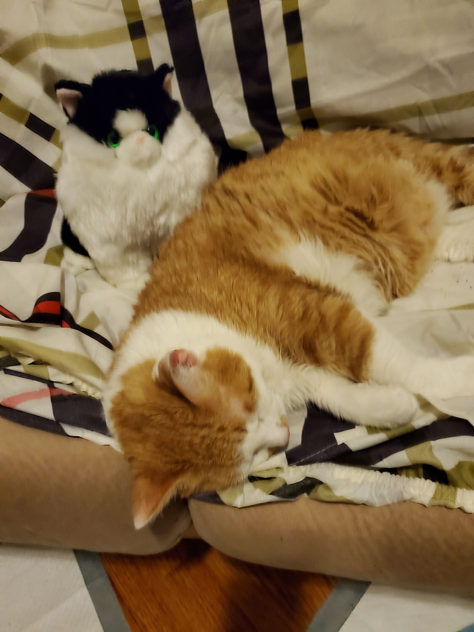 Samsung Galaxy S10 sample photo. Pets, cats, house cat photography