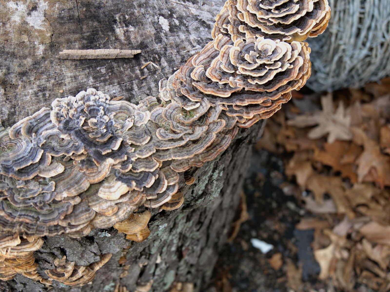 Panasonic Lumix DC-GH5 sample photo. Fungi, nature, biology photography