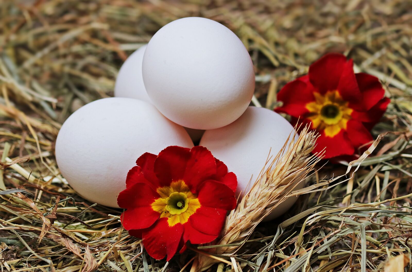 Canon EOS 80D sample photo. Egg, straw, flower photography