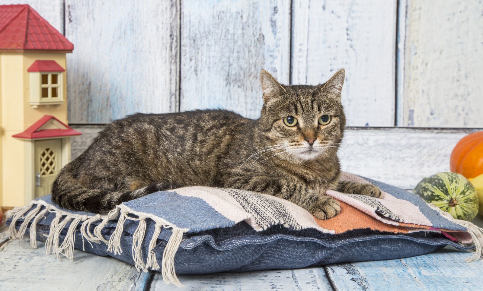 Canon EF 24-105mm F4L IS USM sample photo. Cat, animals, cute photography