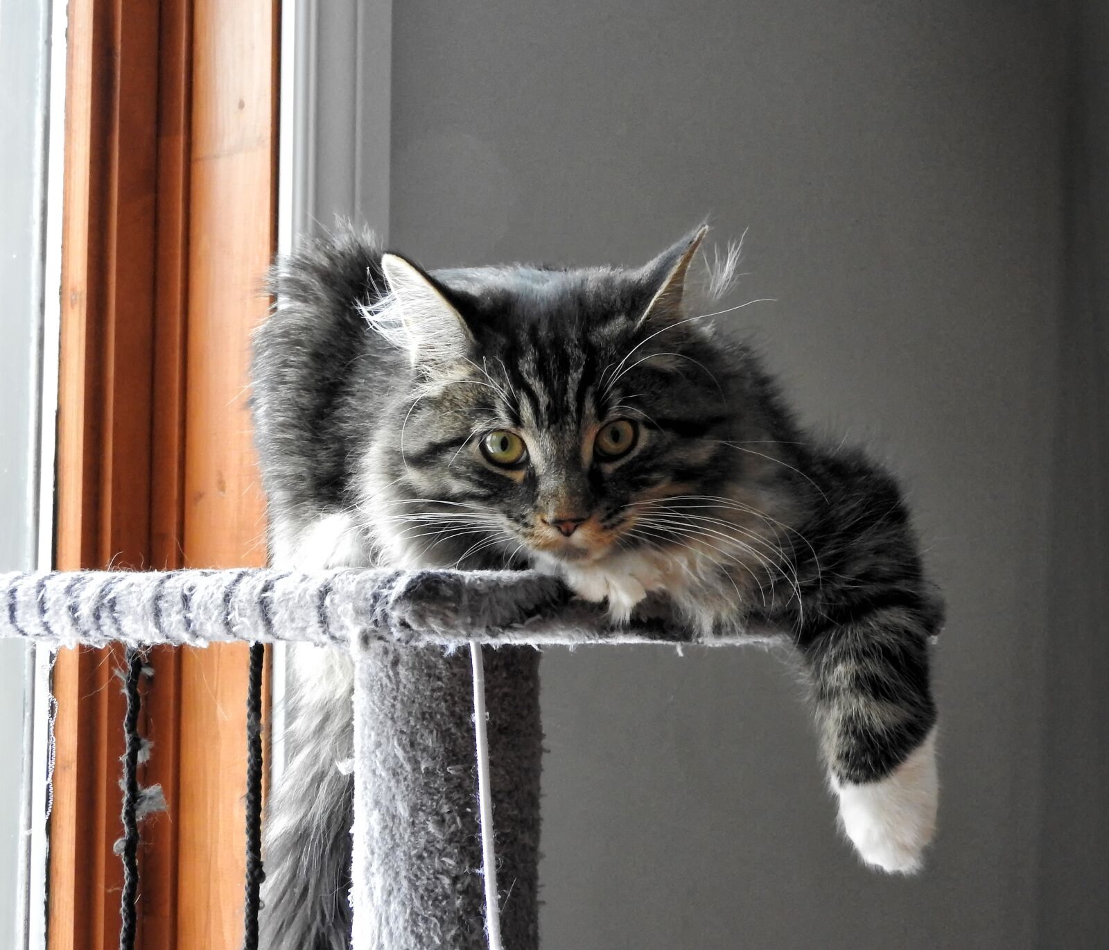 Nikon Coolpix P610 sample photo. Cat, portrait, domestic photography