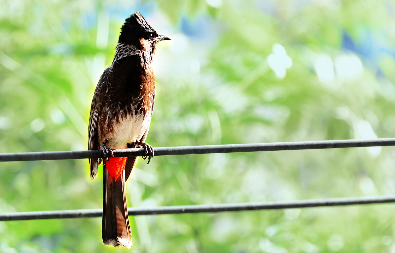 Nikon D7000 sample photo. Bird, nature, green photography