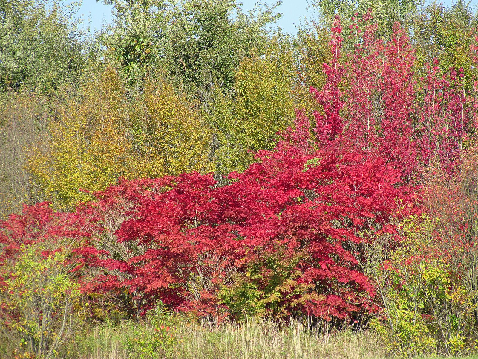 Canon PowerShot SX510 HS sample photo. Fall color, farbenspiel, fall photography