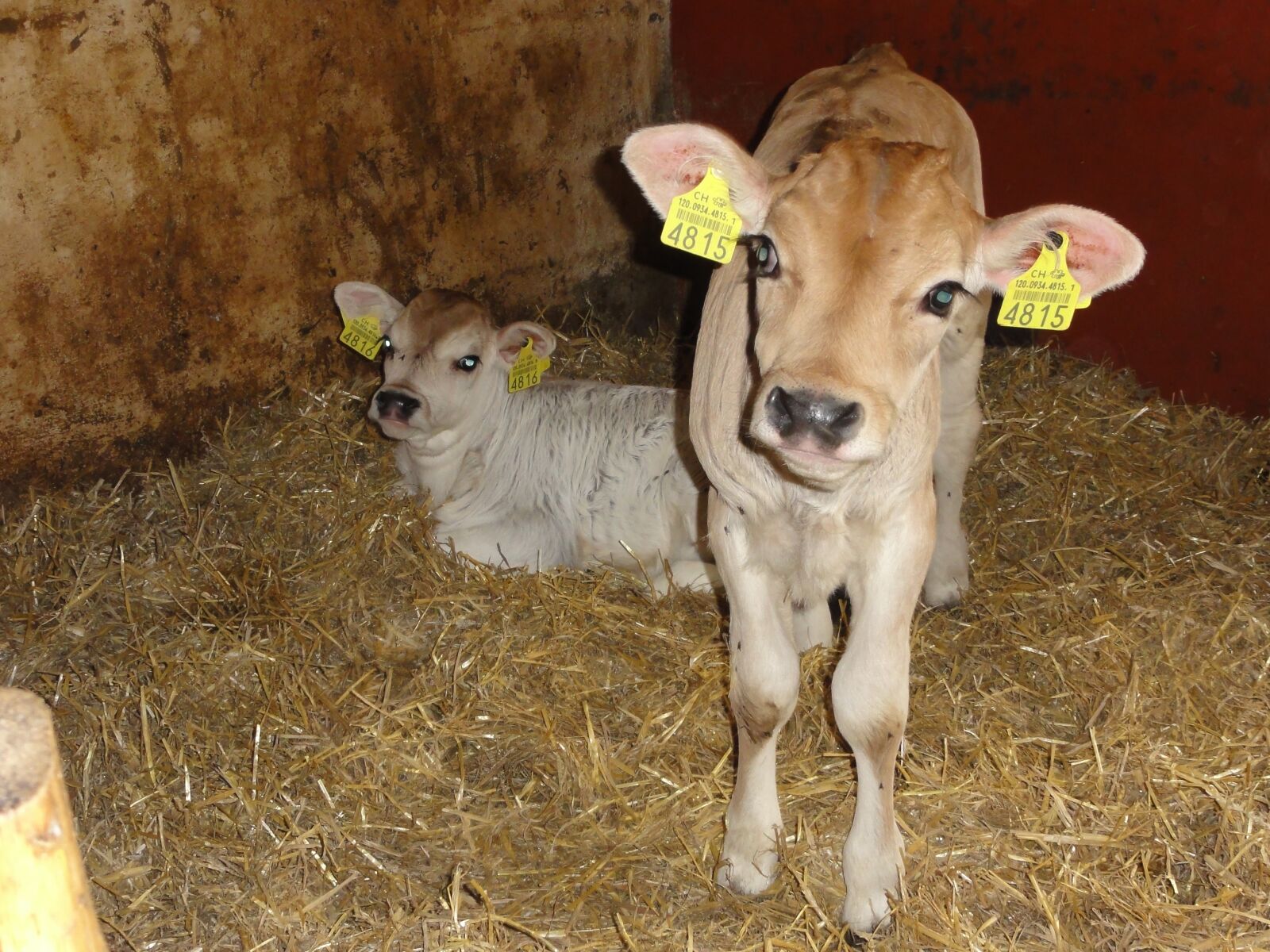 Sony DSC-HX5V sample photo. Calf, stall, switzerland photography