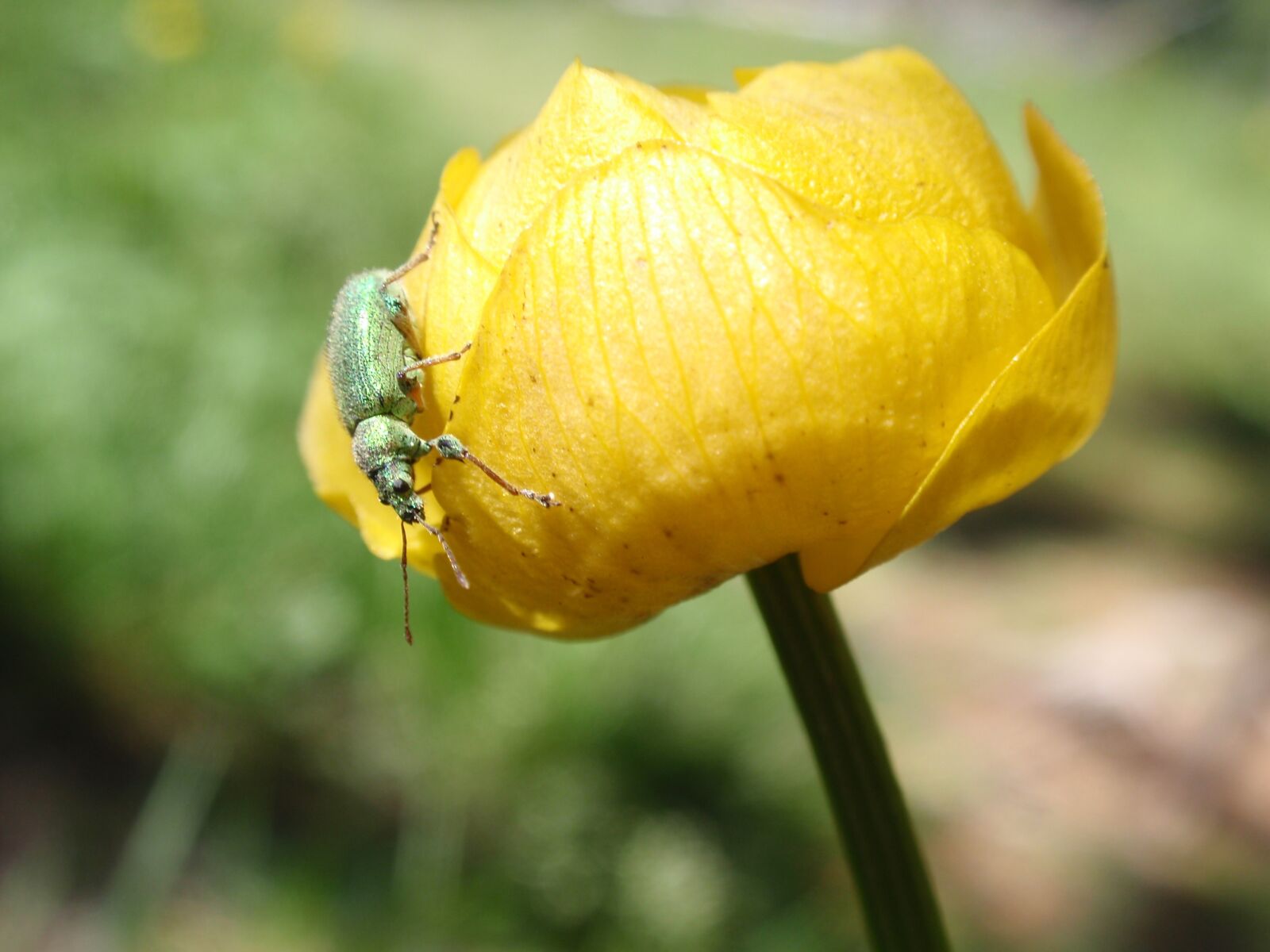 Olympus u1010,S1010 sample photo. Insect, flower, yellow photography