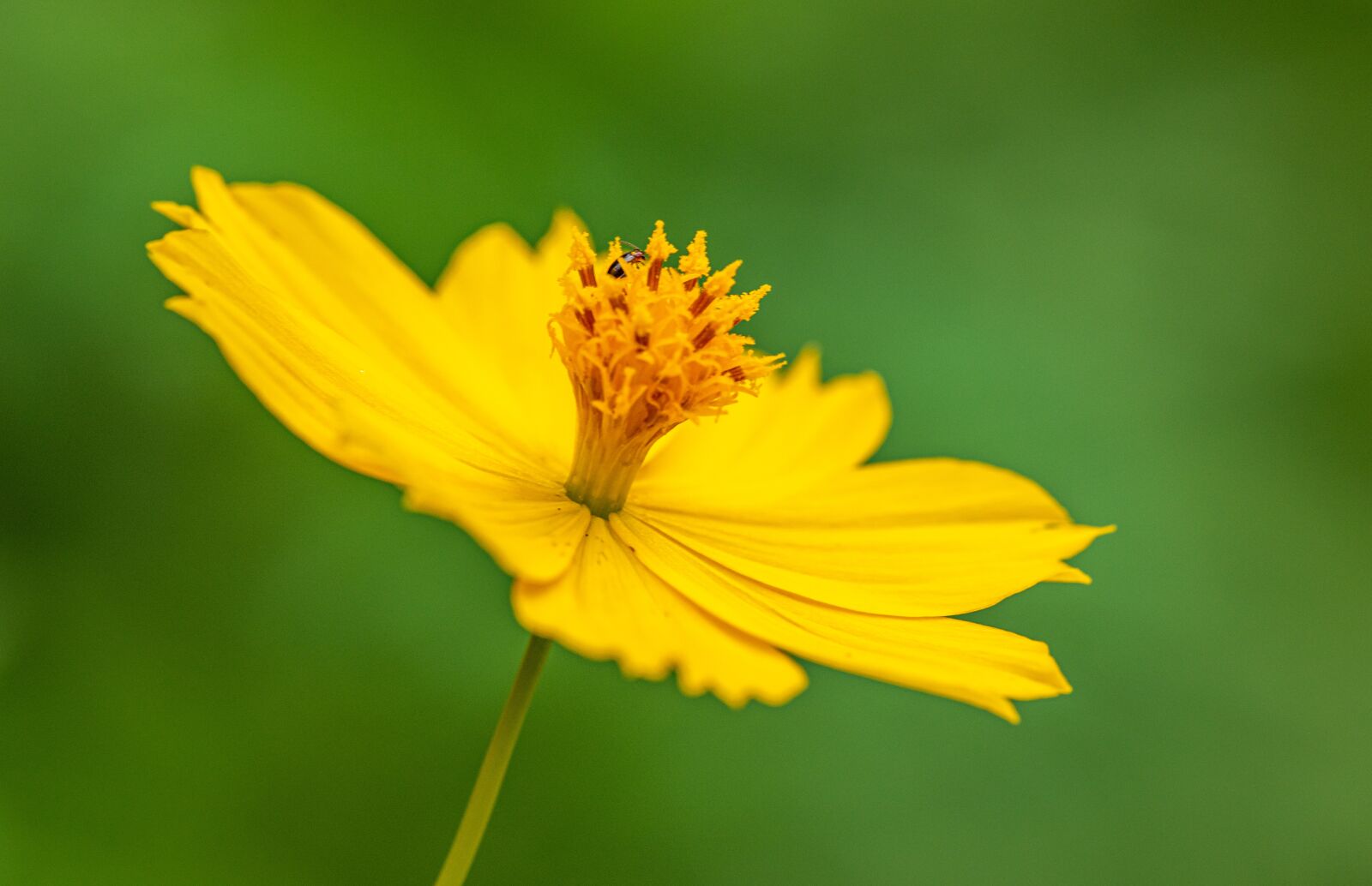 Nikon D850 sample photo. Flower, yellow photography