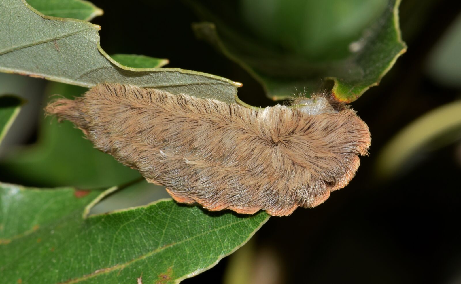 Nikon D5300 sample photo. Caterpillar, puss caterpillar, flannel photography