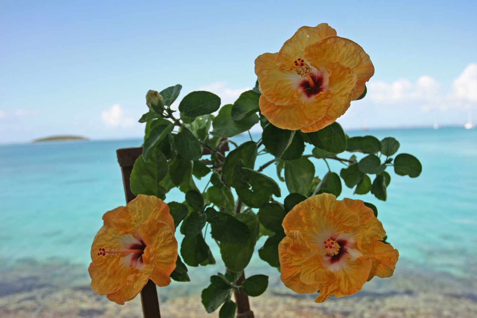 Canon EOS 20D sample photo. Guadeloupe, hibiscus, sea photography