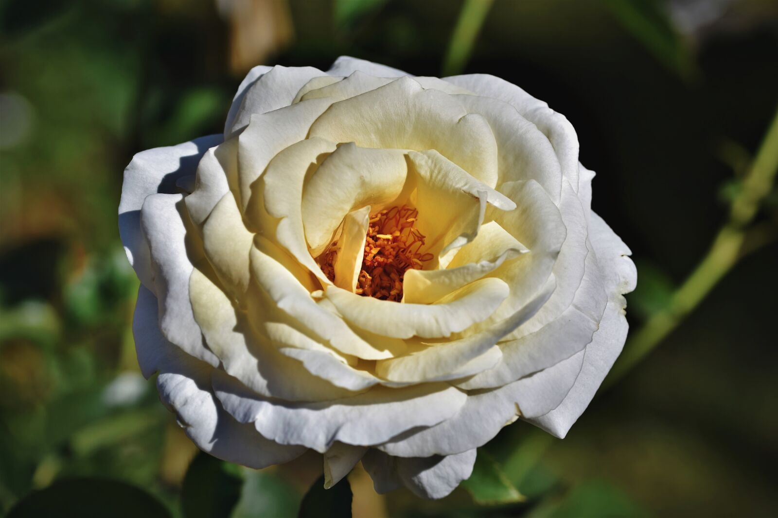 Nikon D7200 sample photo. Rose, rose bloom, garden photography