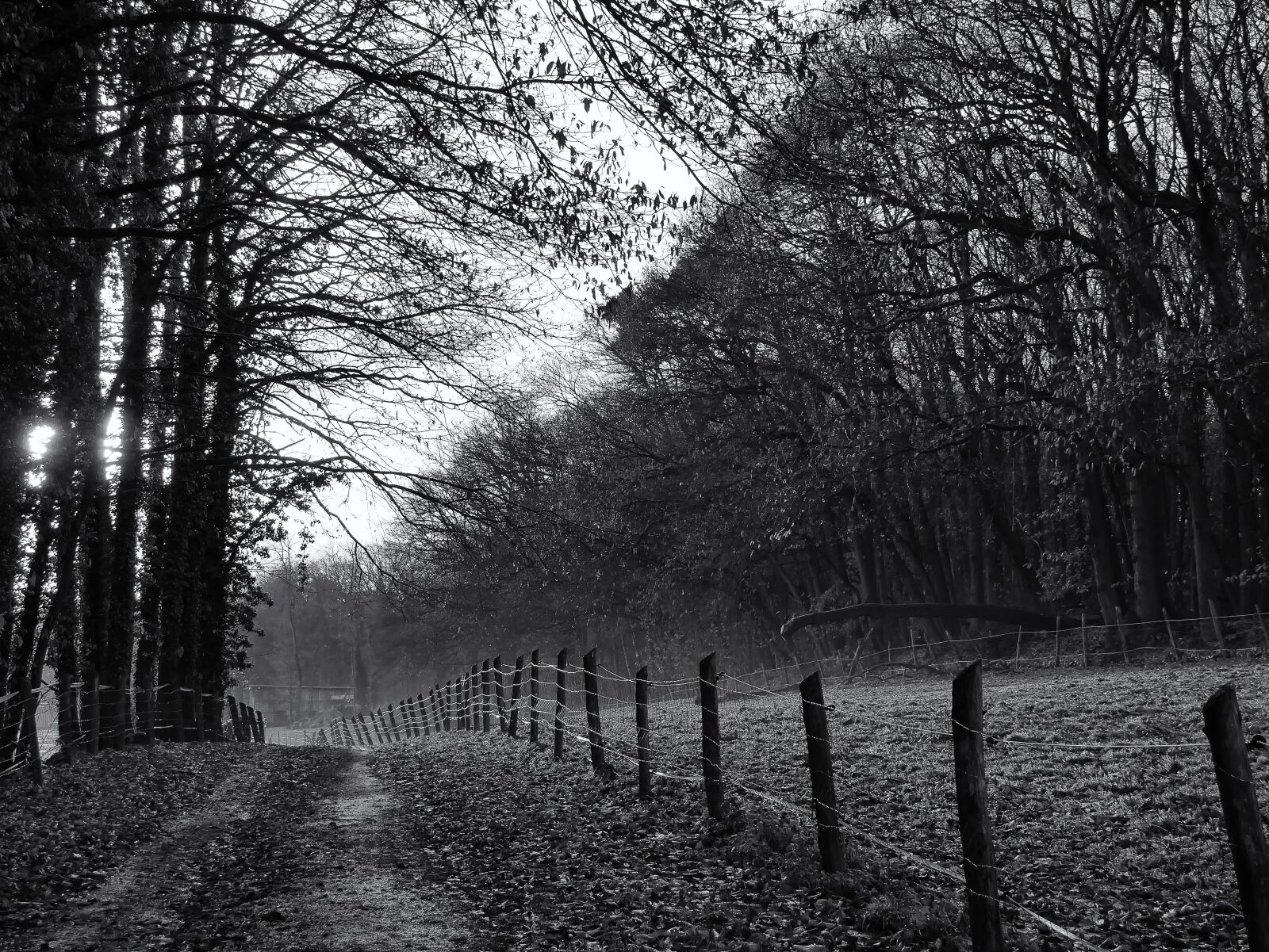 Panasonic Lumix DMC-GX85 (Lumix DMC-GX80 / Lumix DMC-GX7 Mark II) sample photo. Away, forest path, landscape photography