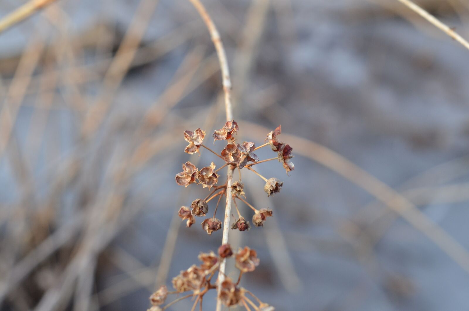 Nikon D7000 sample photo. Flower, pod, dry photography