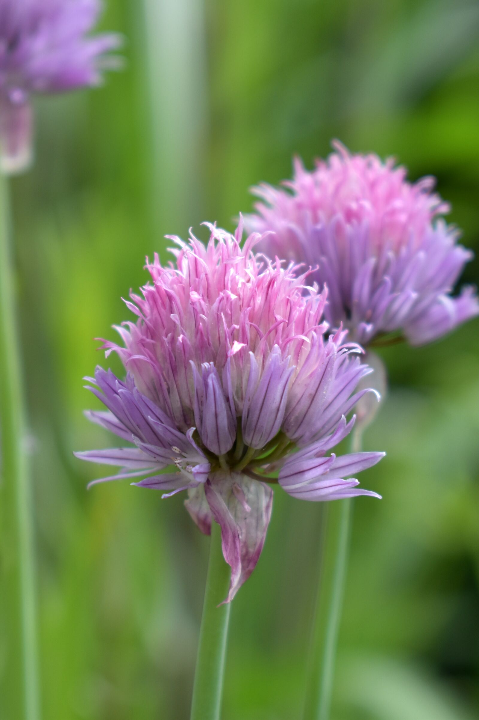Nikon D3500 sample photo. Chives, blossom, bloom photography