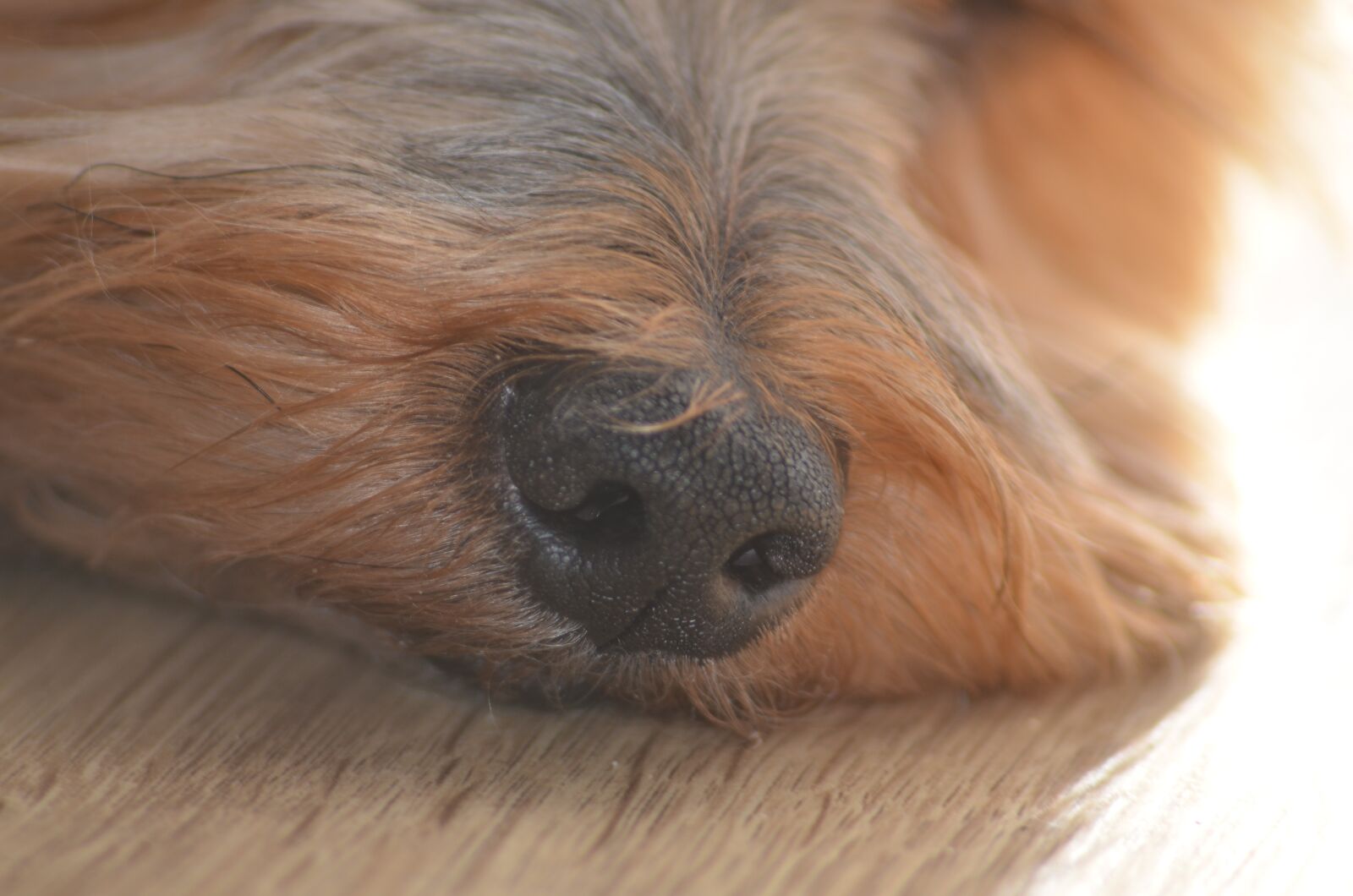 Nikon D7000 sample photo. The nose, dog, mammal photography