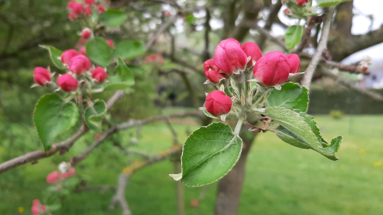 Samsung Galaxy A50 sample photo. Spring, apple, flowers photography