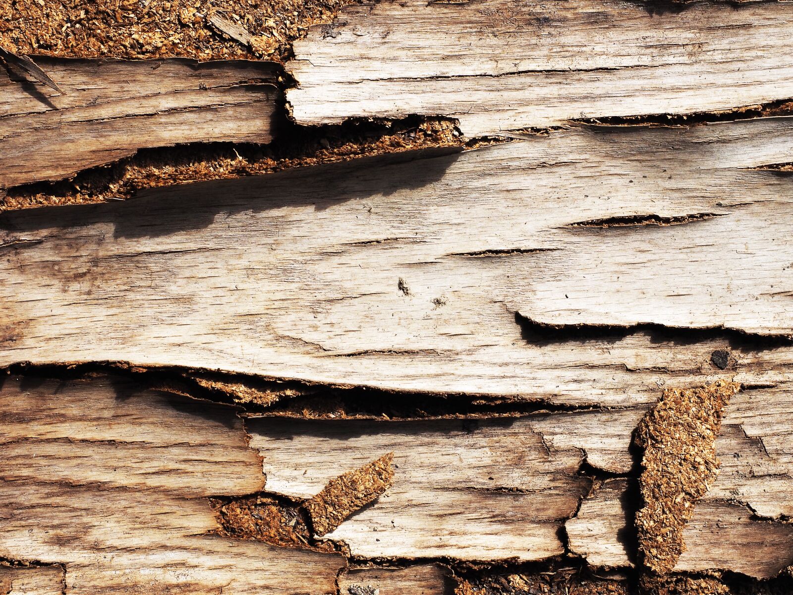 Olympus OM-D E-M1 + Olympus M.Zuiko Digital ED 12-40mm F2.8 Pro sample photo. Wood, bark, texture photography