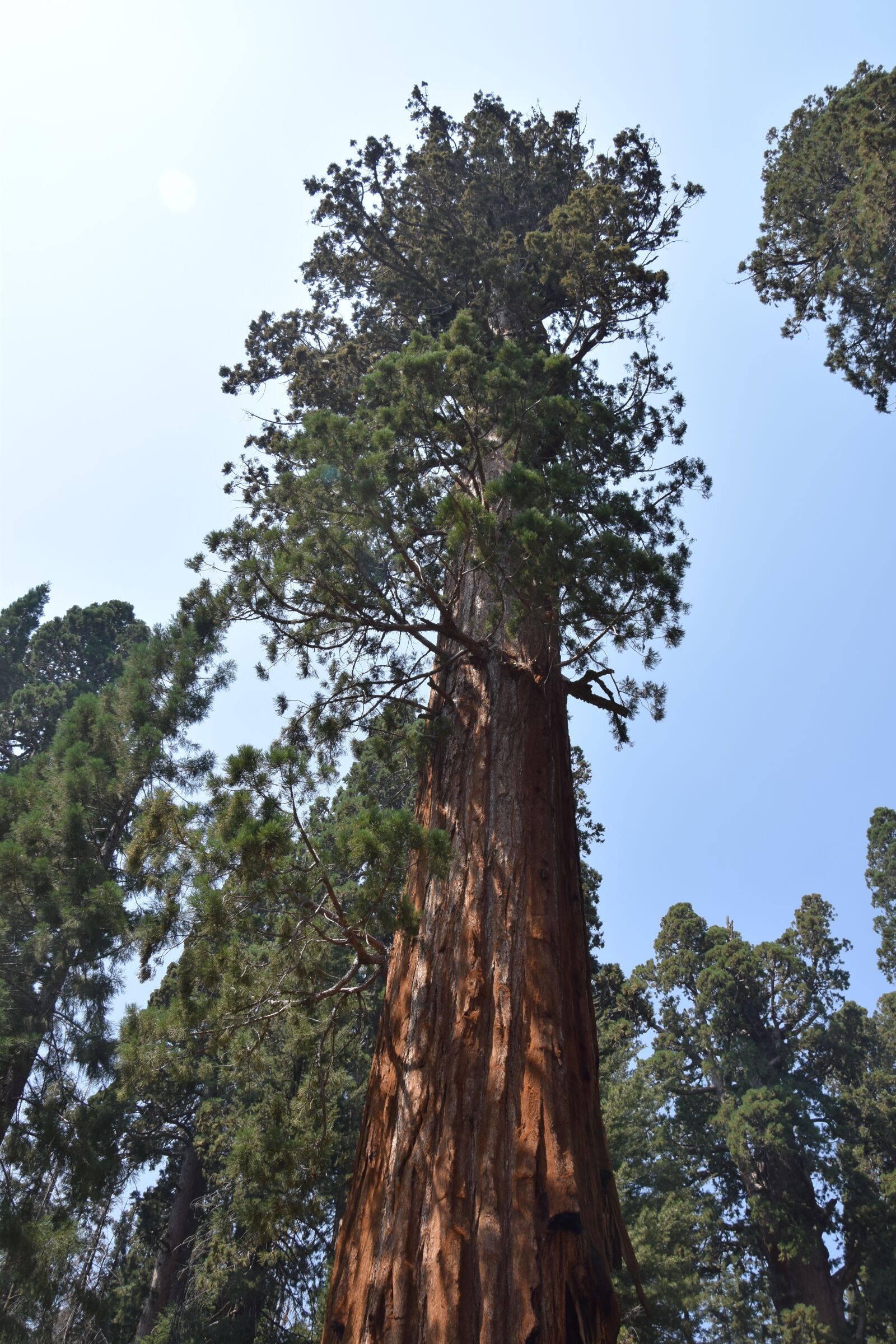 Nikon D3300 sample photo. Sequoia, tree, california photography