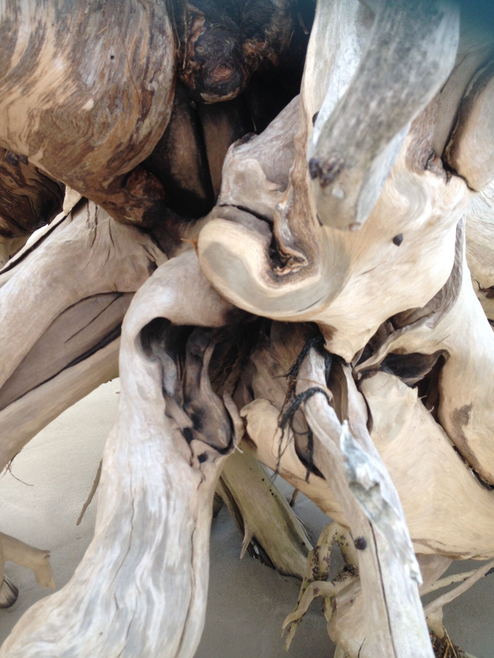 iPhone 5 back camera 4.12mm f/2.4 sample photo. Beach, driftwood, nature photography