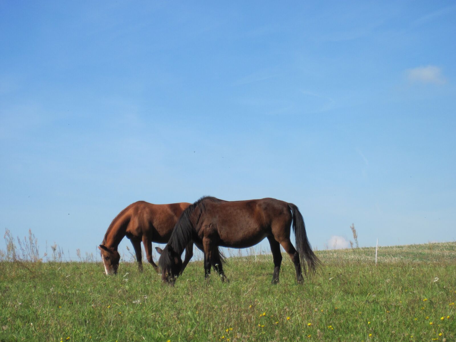 Canon PowerShot D10 sample photo. Ponies, graze, pasture photography