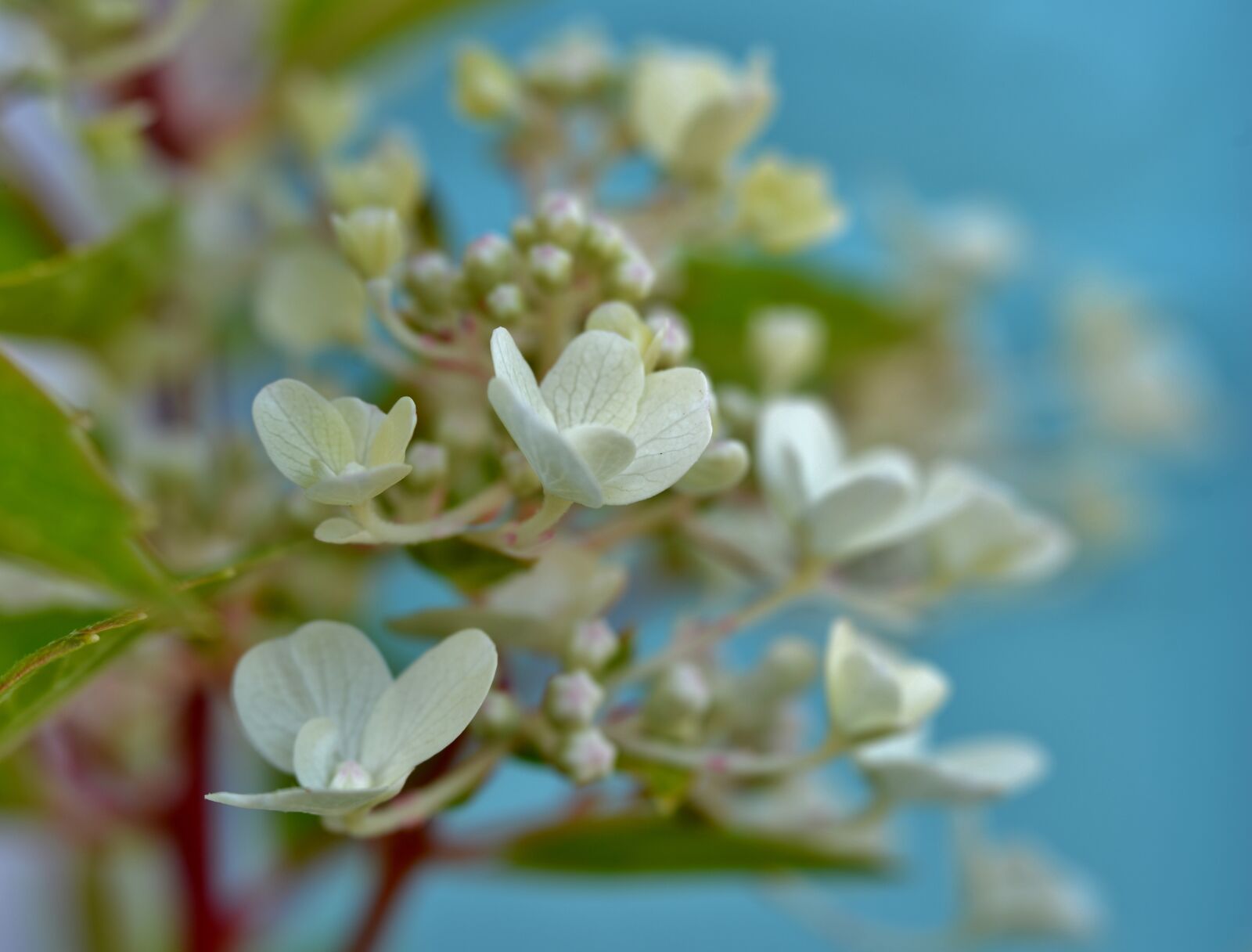 Nikon D600 sample photo. Flowers, white, bloom photography