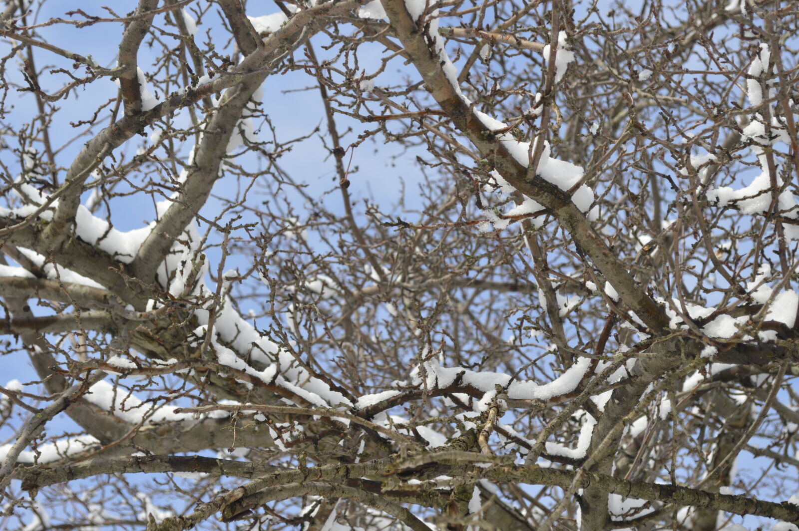 Nikon D3200 sample photo. Branches, cold, frigid, ice photography