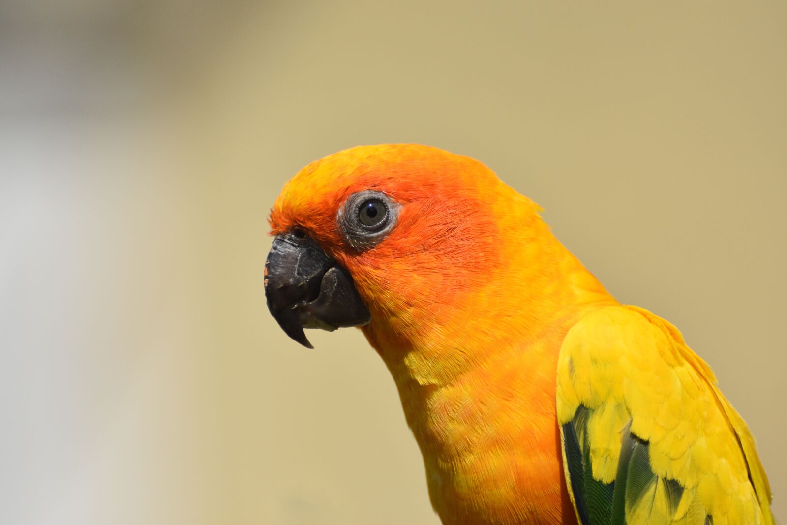 Nikon D3400 sample photo. Sun conure, bird, conure photography