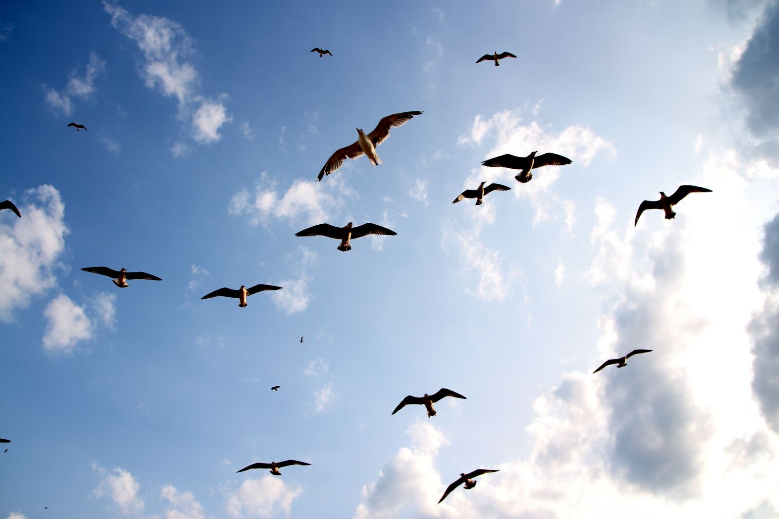 Canon EOS 700D (EOS Rebel T5i / EOS Kiss X7i) sample photo. Seagulls, flight, birds photography