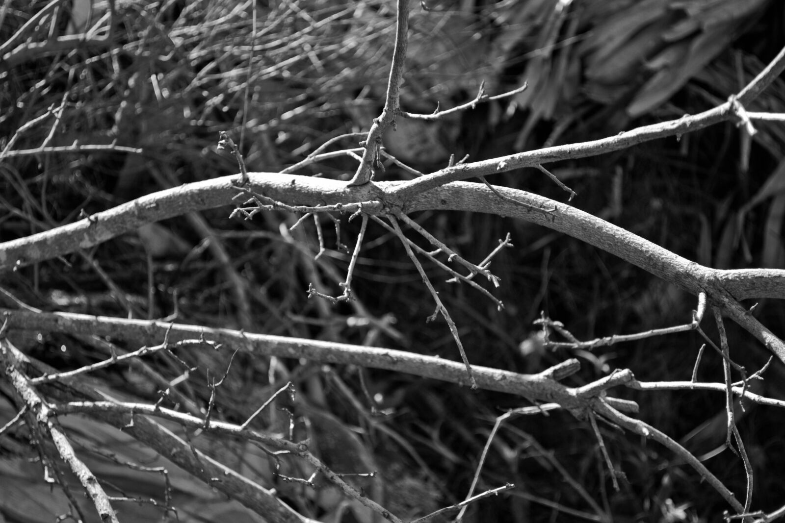 Nikon D3100 sample photo. Branches, plant, trees photography