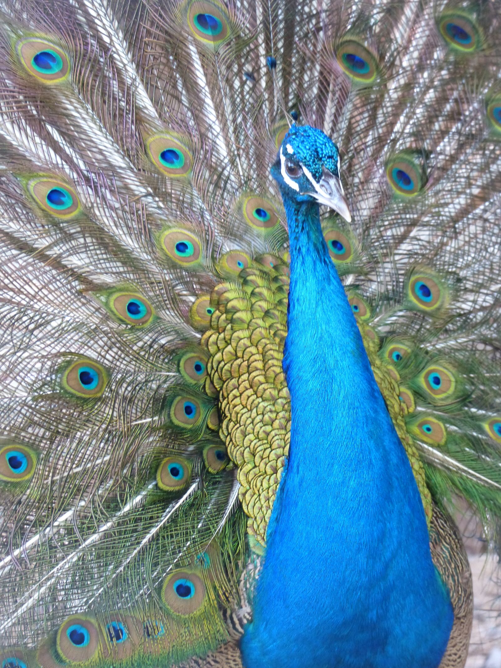 Panasonic Lumix DMC-FZ200 sample photo. Peacock, wheel, bird photography