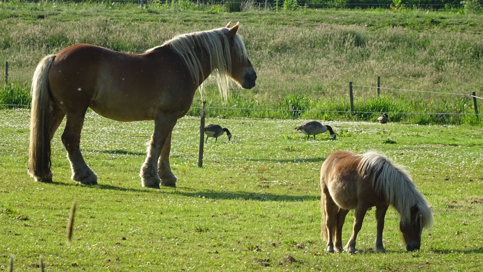 Sony DSC-HX60 sample photo. Horses, nature, konik photography