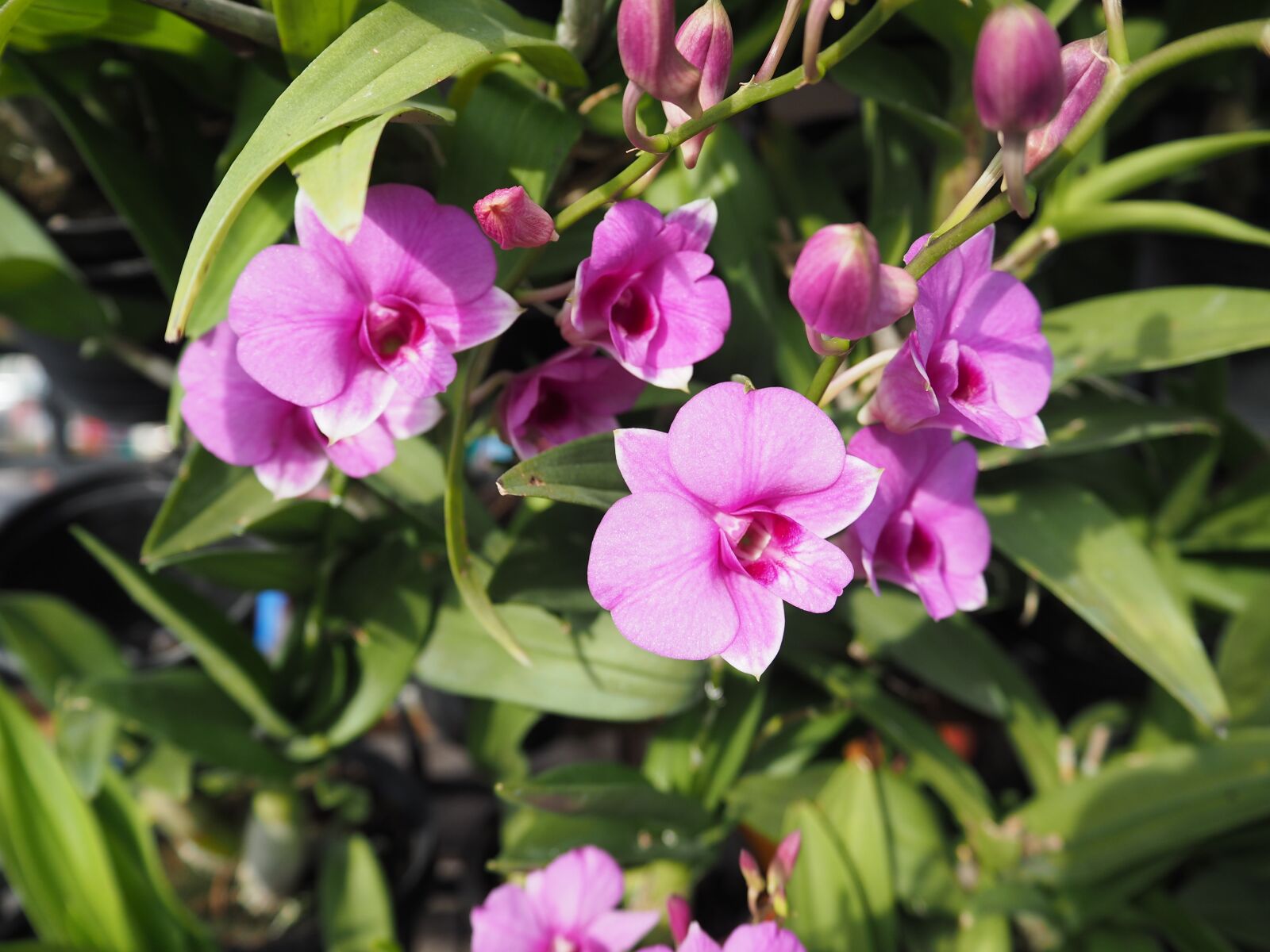 Olympus OM-D E-M10 sample photo. Orchid, thai orchid, purple photography