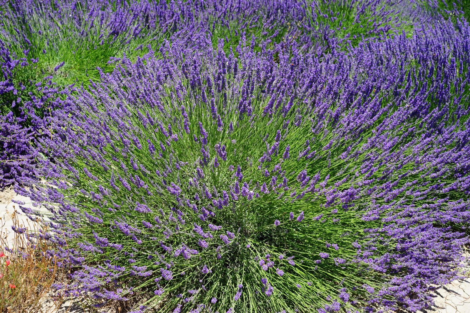 Sony a7 sample photo. Lavender bush, lavender flowers photography