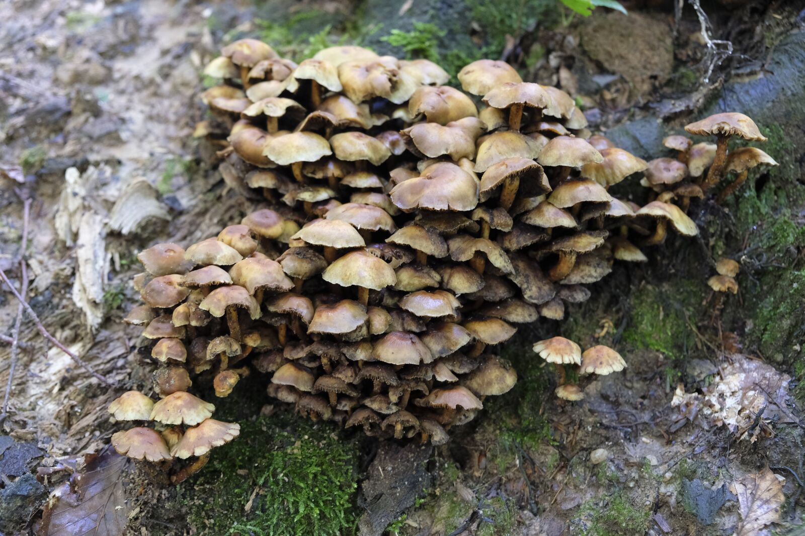 Fujifilm XF 18-55mm F2.8-4 R LM OIS sample photo. Mushrooms, food, nutrition photography