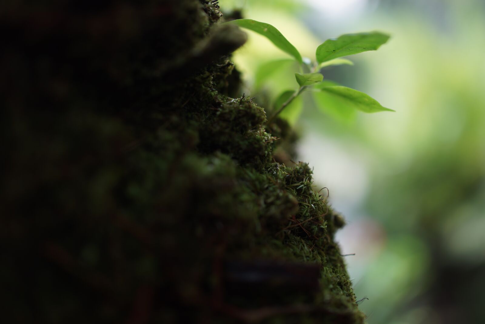 Sony Cyber-shot DSC-RX1R sample photo. Mosses, non-vascular plants, herbaceous photography